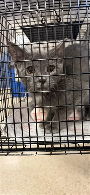 Adoptable Cat