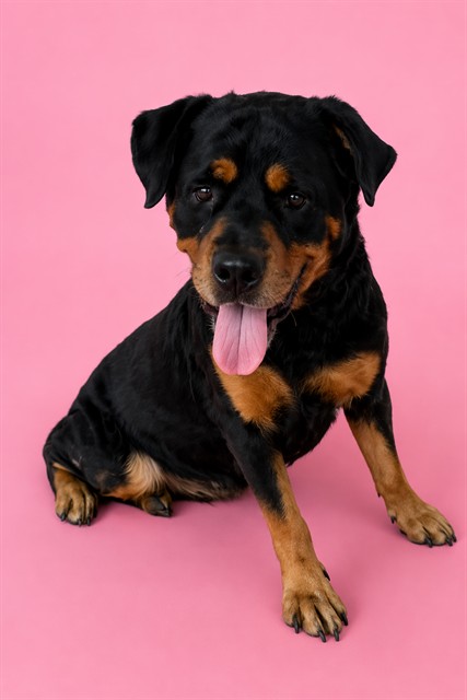 Rosie
