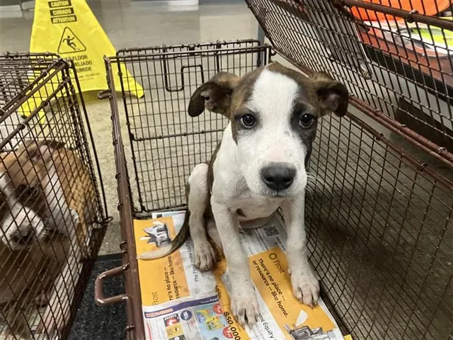 Tiny