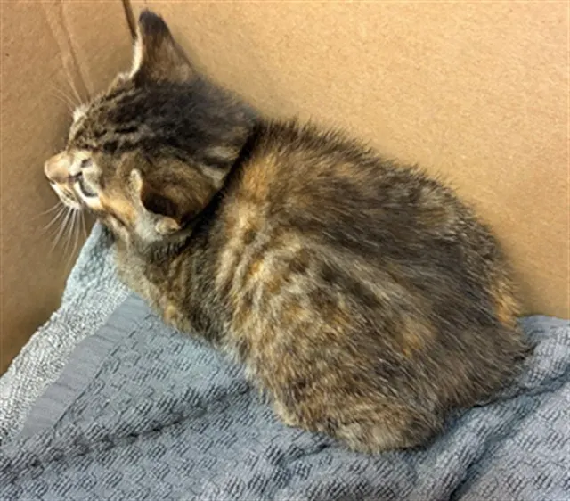 Itty 1