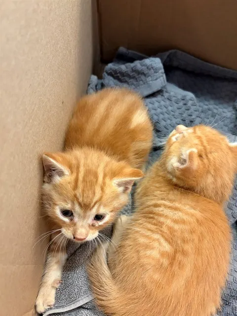 Itty 3