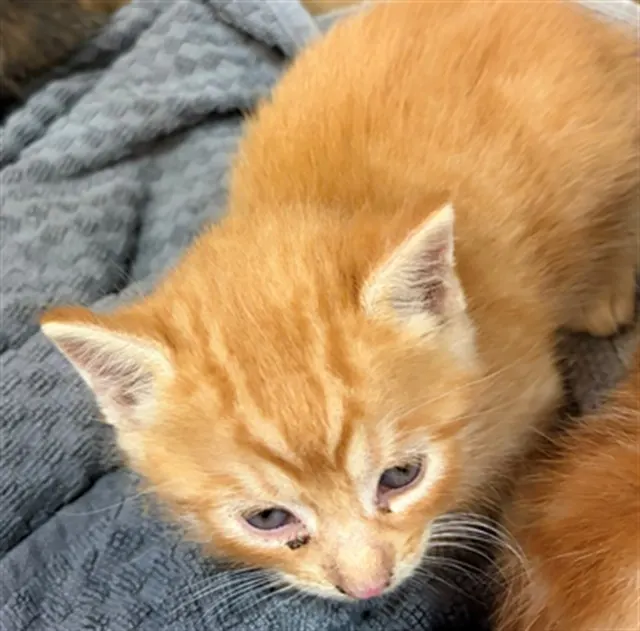 Itty 4