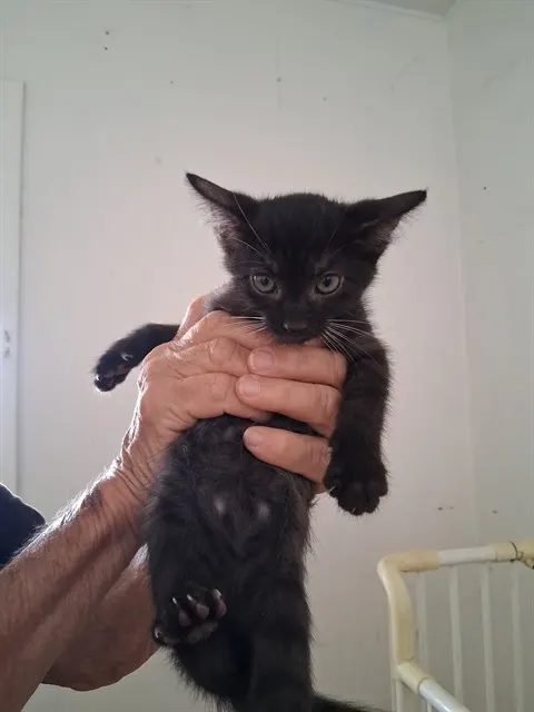 Roux