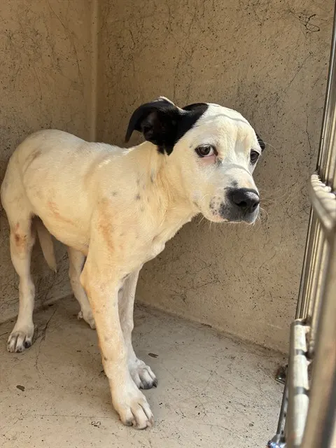 Adoptable Dog
