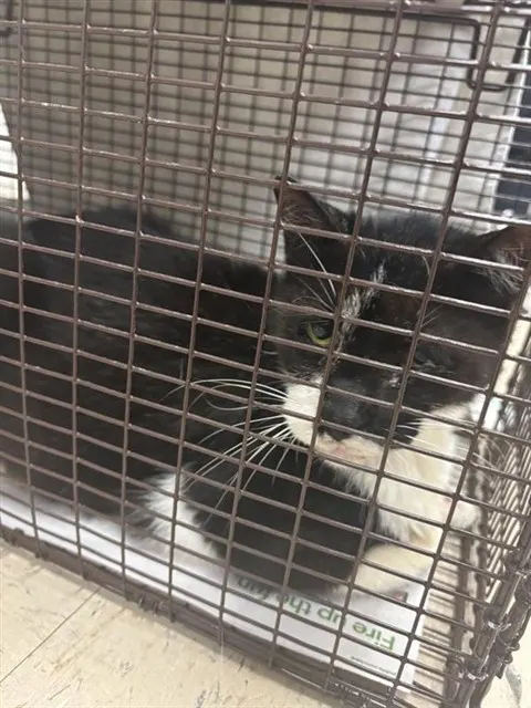 Adoptable Cat