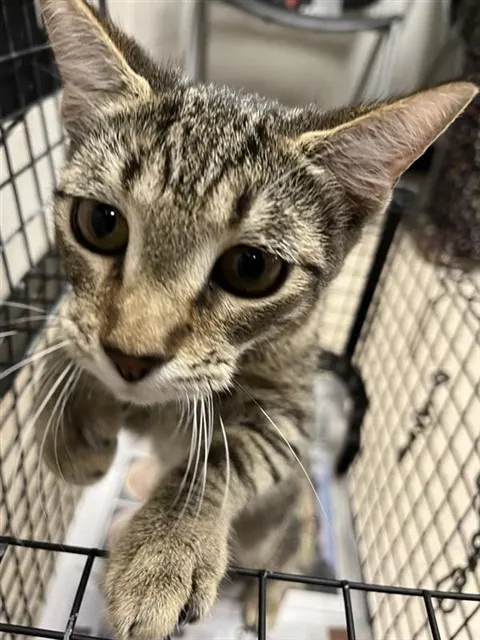 Adoptable Cat