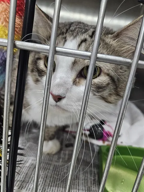 Milo