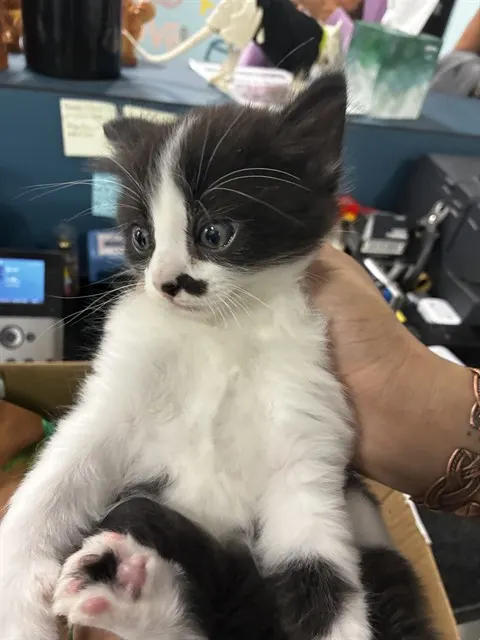 Adoptable Cat