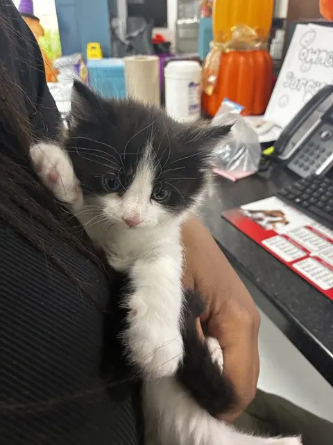 Adoptable Cat