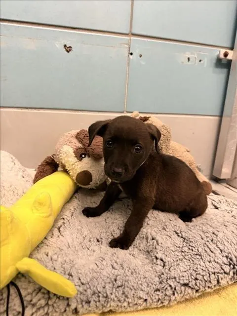 Adoptable Dog