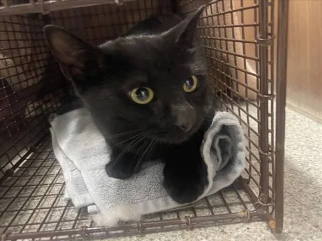 Salem