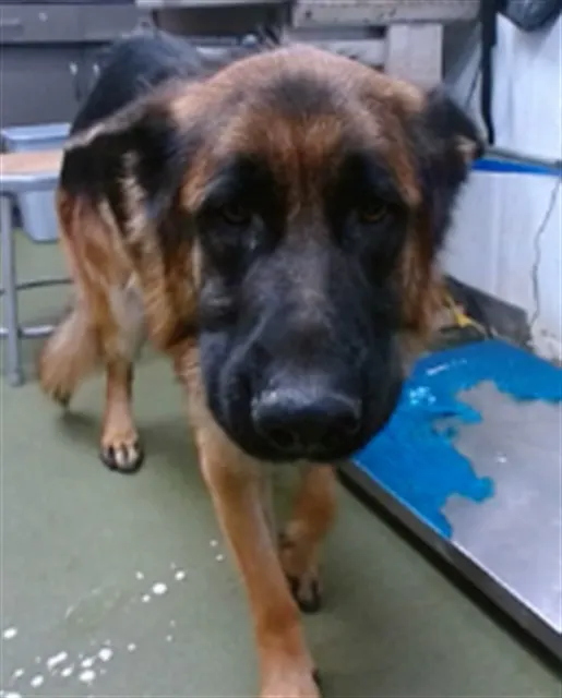 Urgent Devon