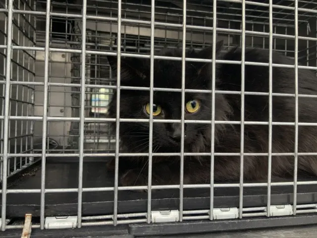 Adoptable Cat