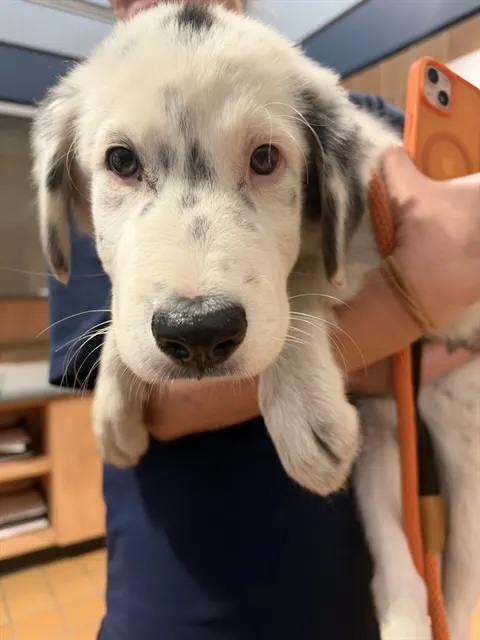Adoptable Dog