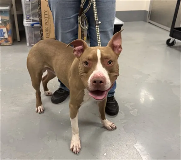 Adoptable Dog