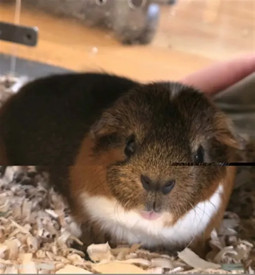 Mocha