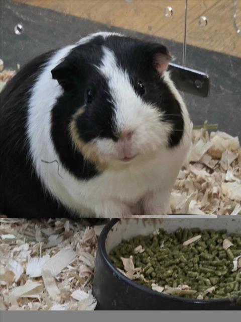 Oreo
