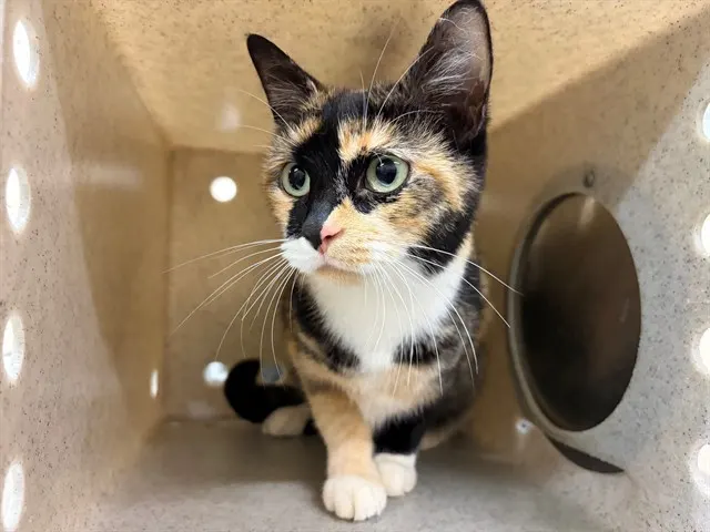 Adoptable Cat