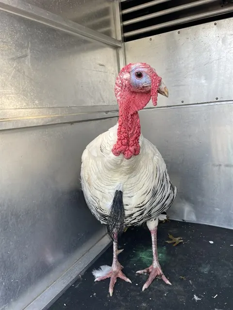 Lord Featherington