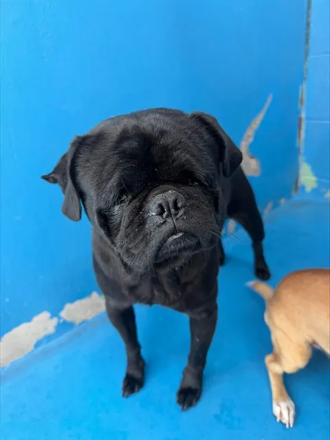 Adoptable Dog