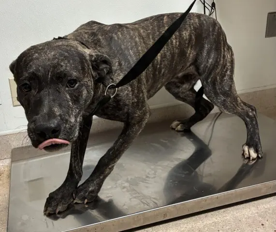 Adoptable Dog