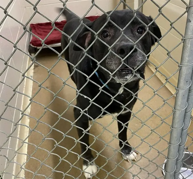 Otis