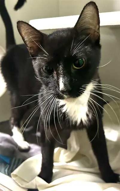 Oliver
