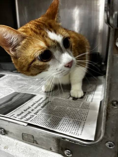 Ginger