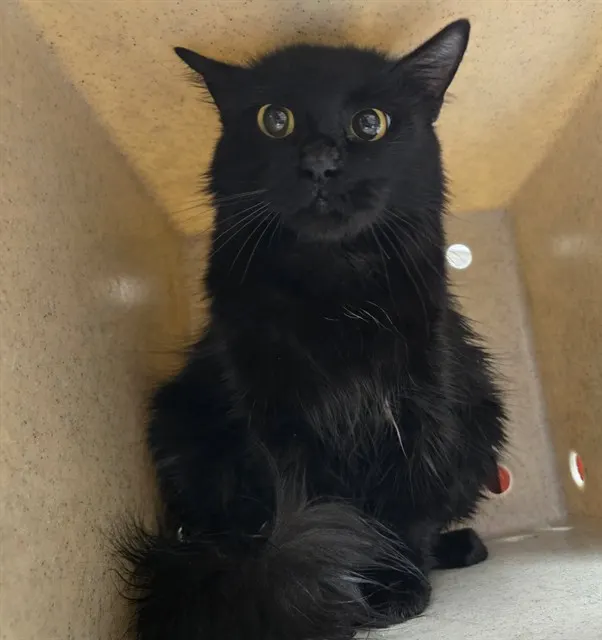 Adoptable Cat