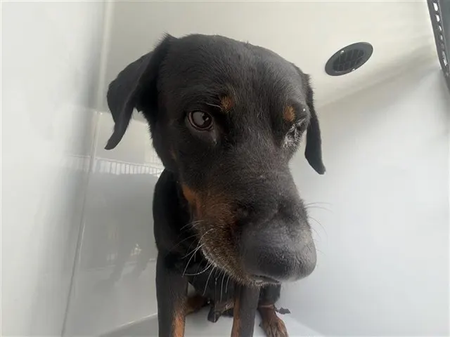 Adoptable Dog