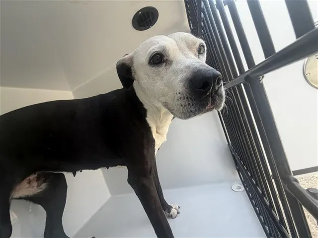 Adoptable Dog