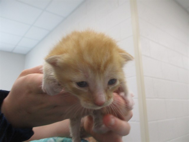 Adoptable Cat