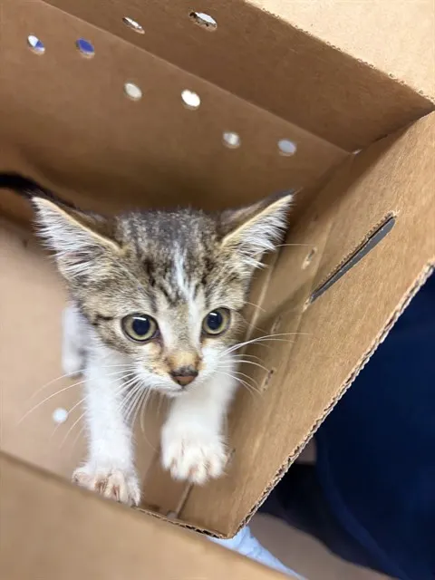 Adoptable Cat