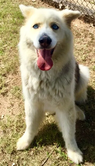 Willow