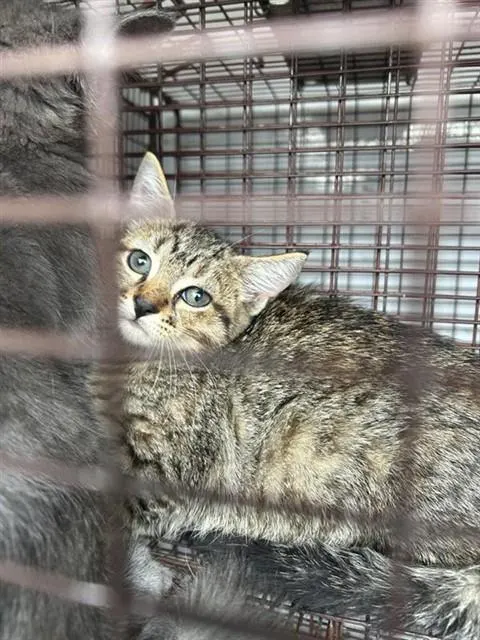 Adoptable Cat