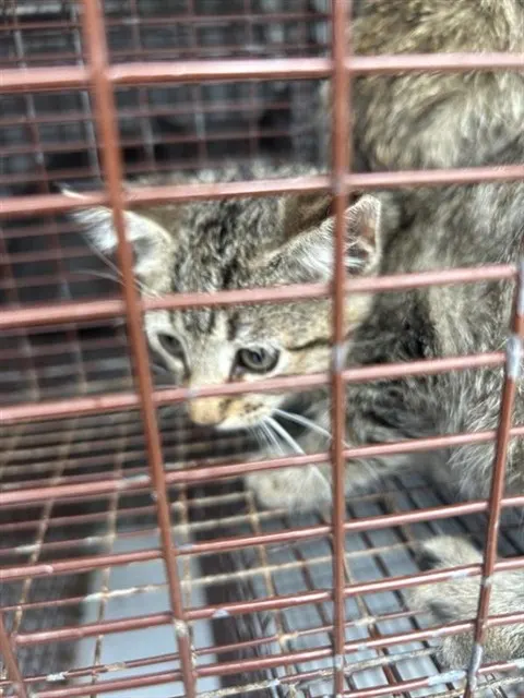 Adoptable Cat