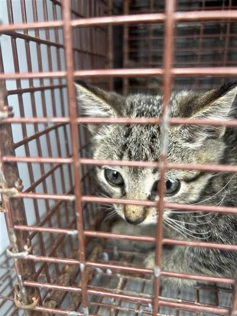 Adoptable Cat
