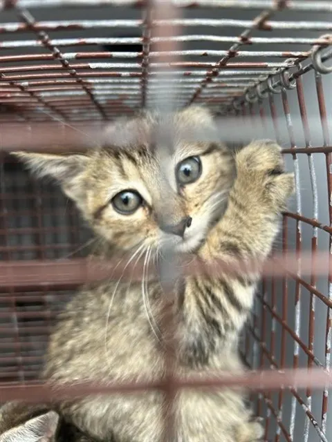 Adoptable Cat