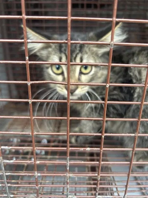 Adoptable Cat