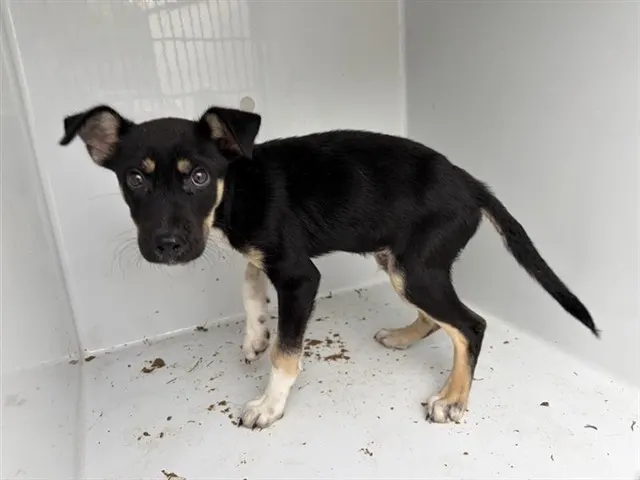 Adoptable Dog