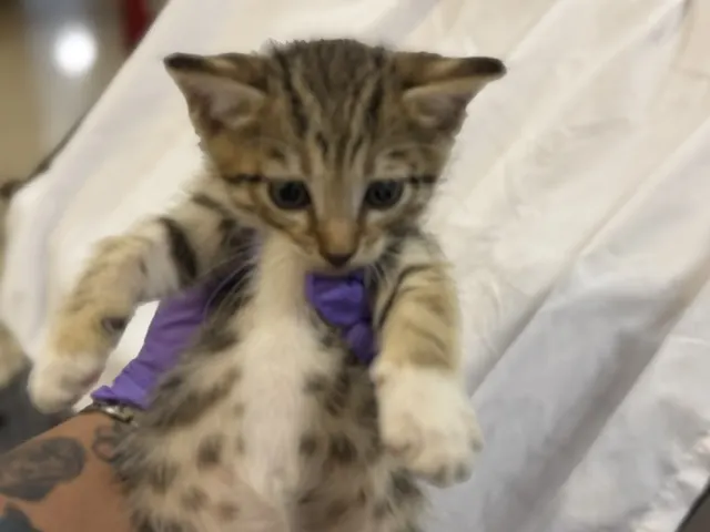Mochi