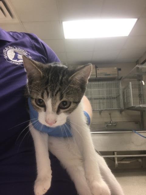 Adoptable Cat
