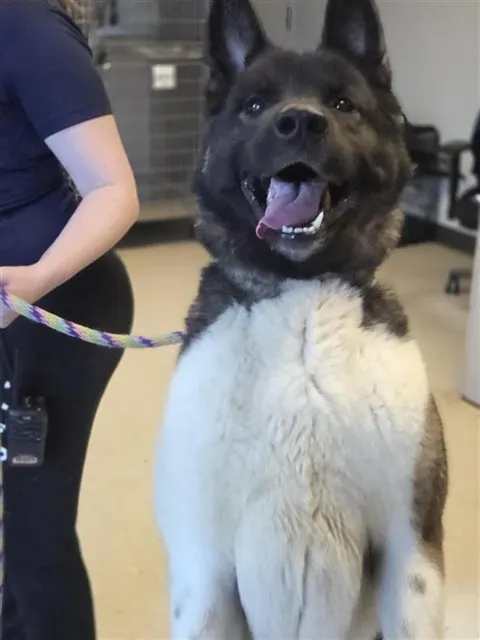 Koda