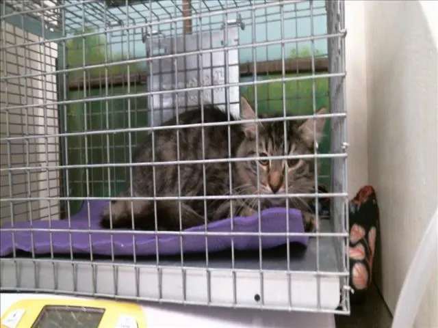 Adoptable Cat