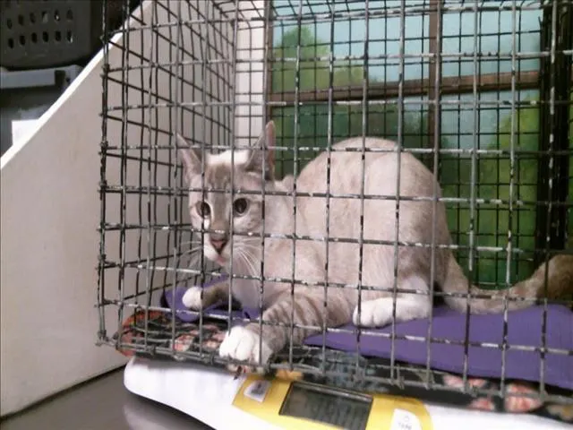 Adoptable Cat