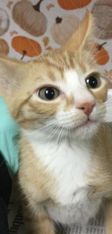 Diego