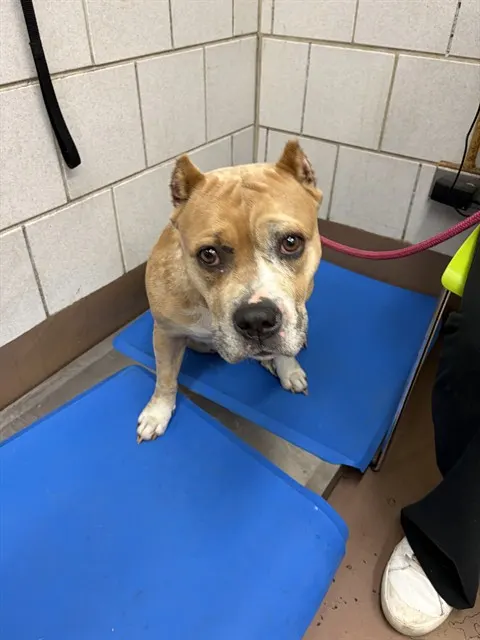 Adoptable Dog