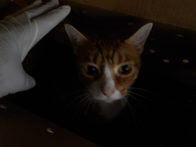 Adoptable Cat