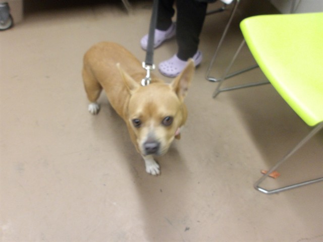 Adoptable Dog