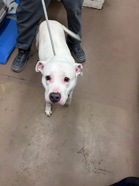 Adoptable Dog